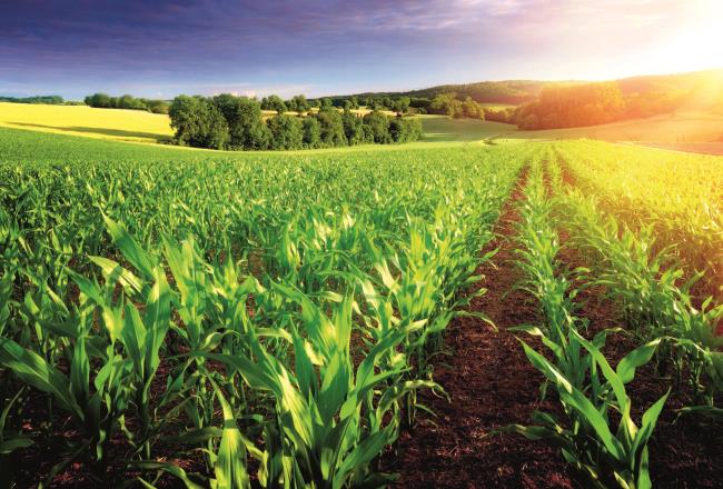 Green maize field in the sunshine